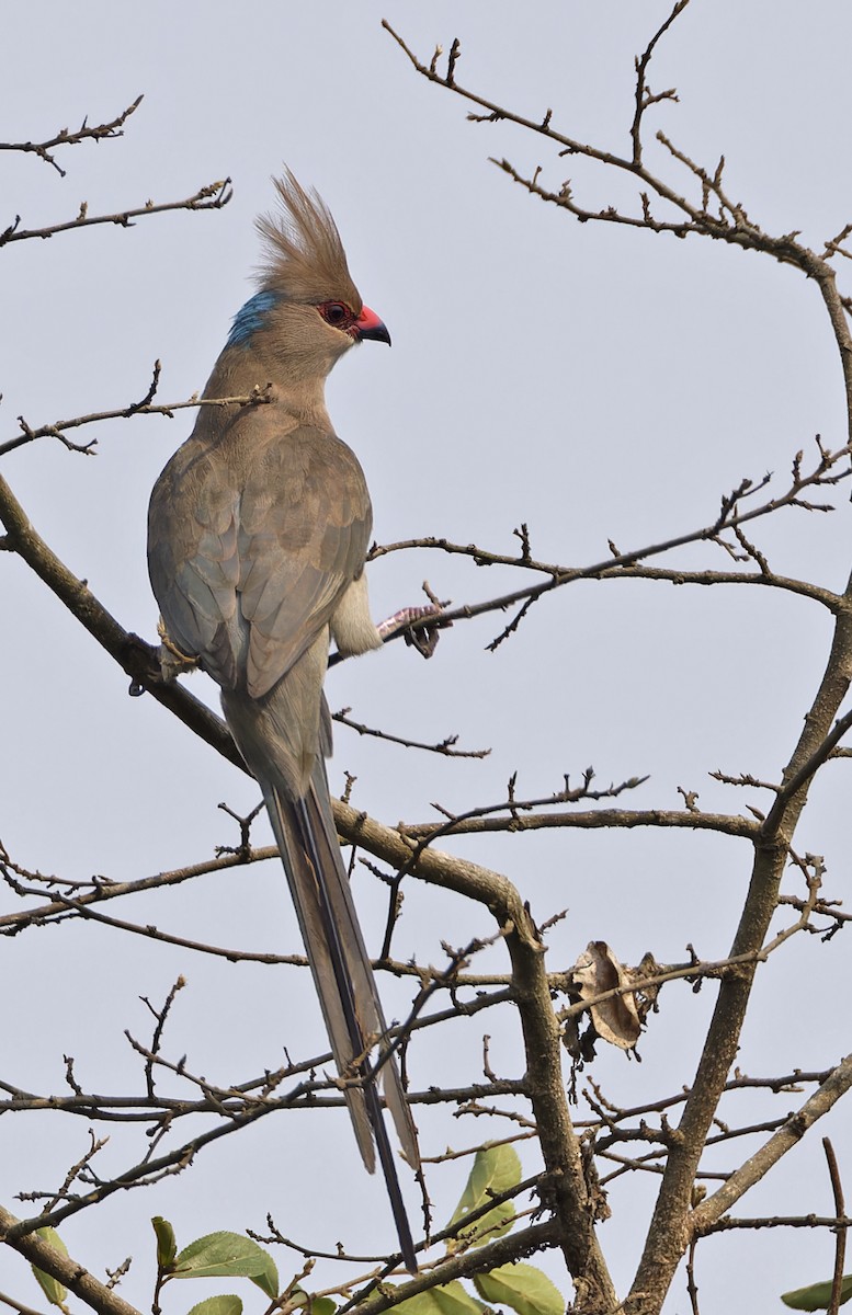 Blue-naped Mousebird - ML623158231