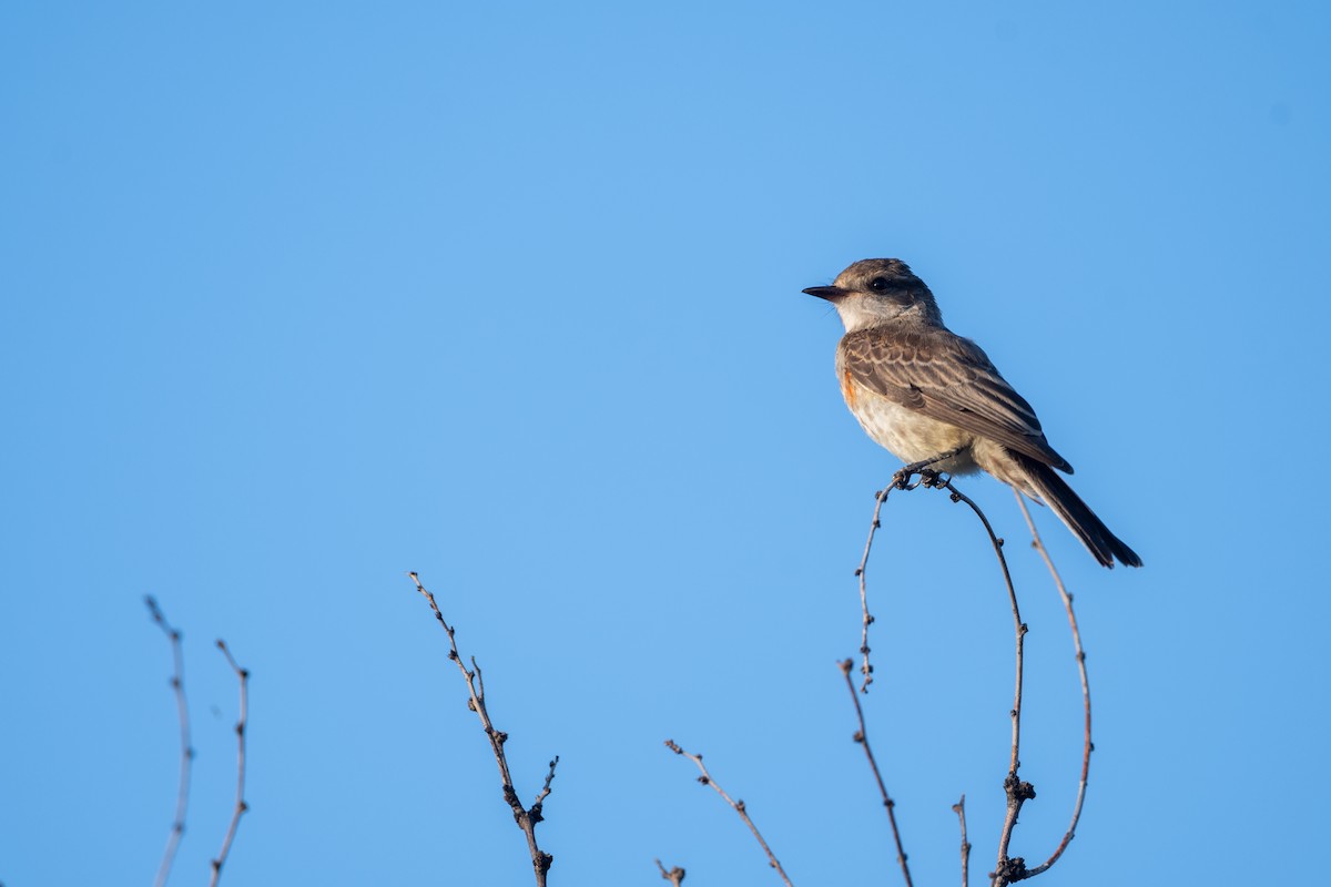 Vermilion Flycatcher - ML623158288