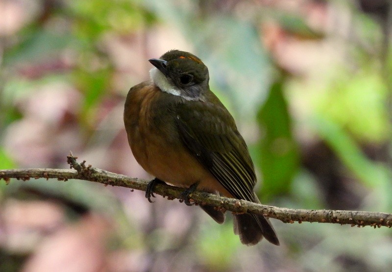 Orange-crowned Manakin - ML623158304