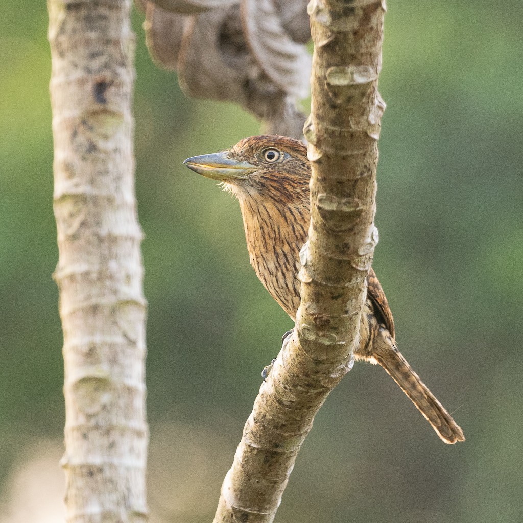 Eastern Striolated-Puffbird - ML623158330