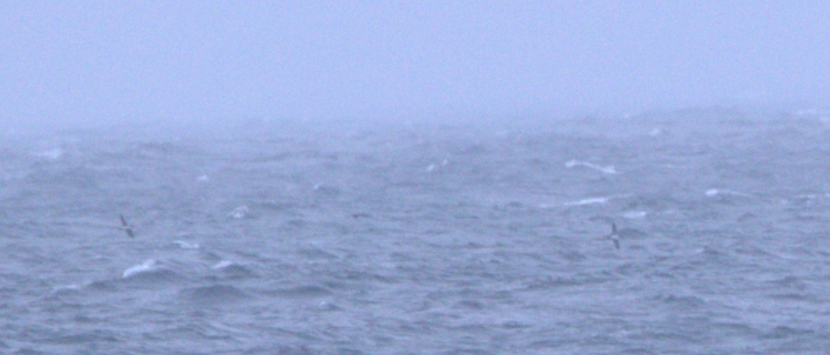 Manx Shearwater - ML623158355