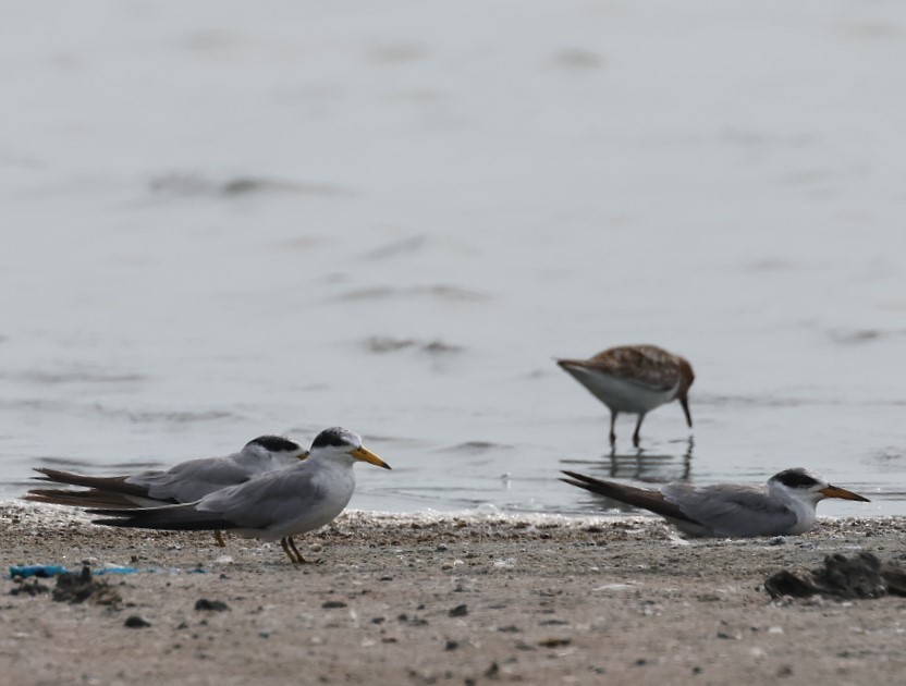 Yellow-billed Tern - ML623158472