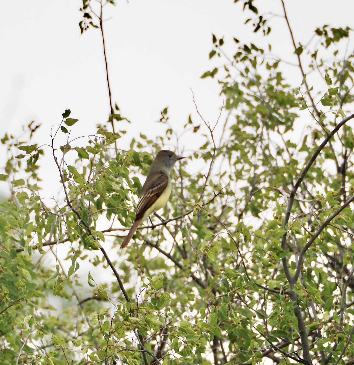 Great Crested Flycatcher - ML623158628