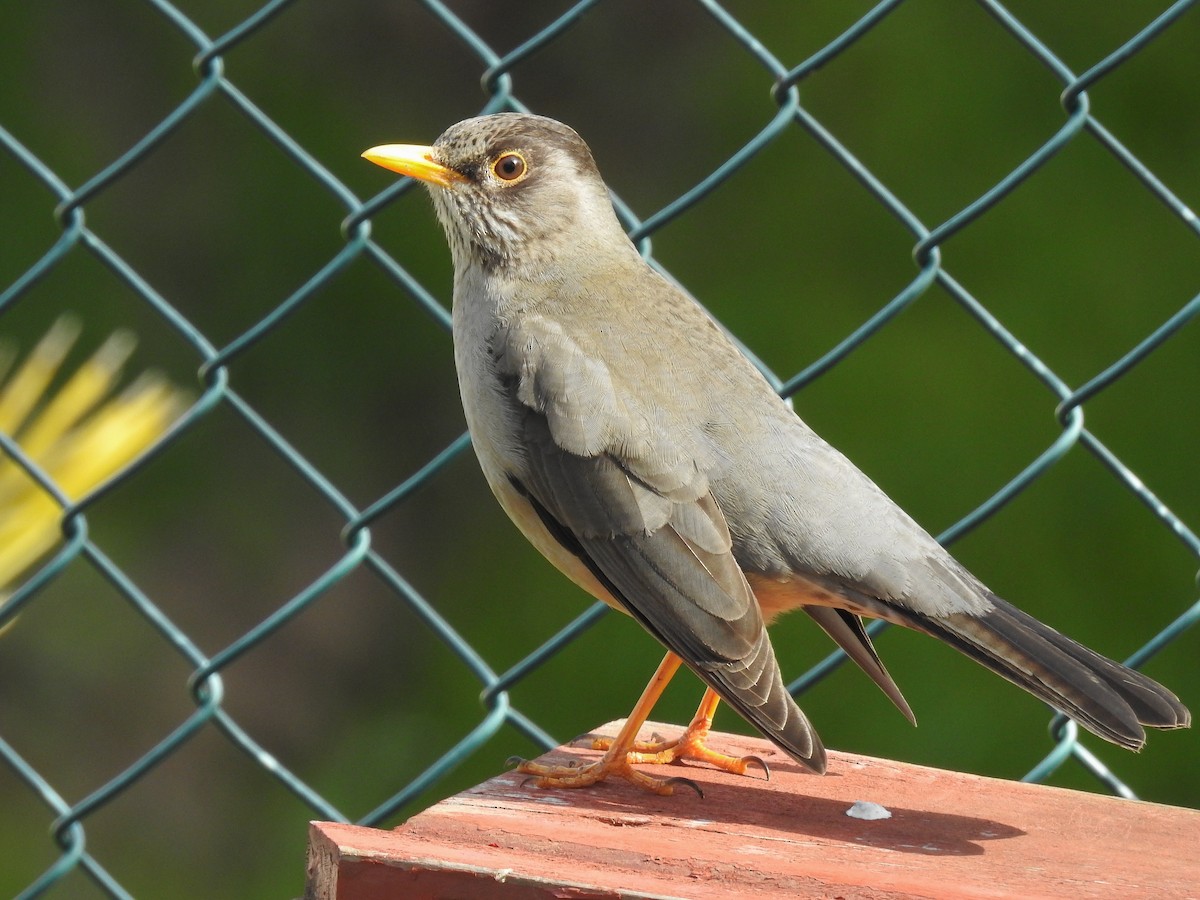 Austral Thrush - ML623158665