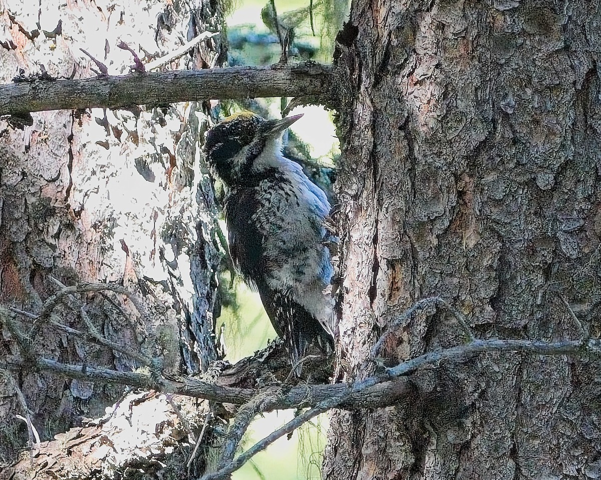 American Three-toed Woodpecker - Frank Letniowski