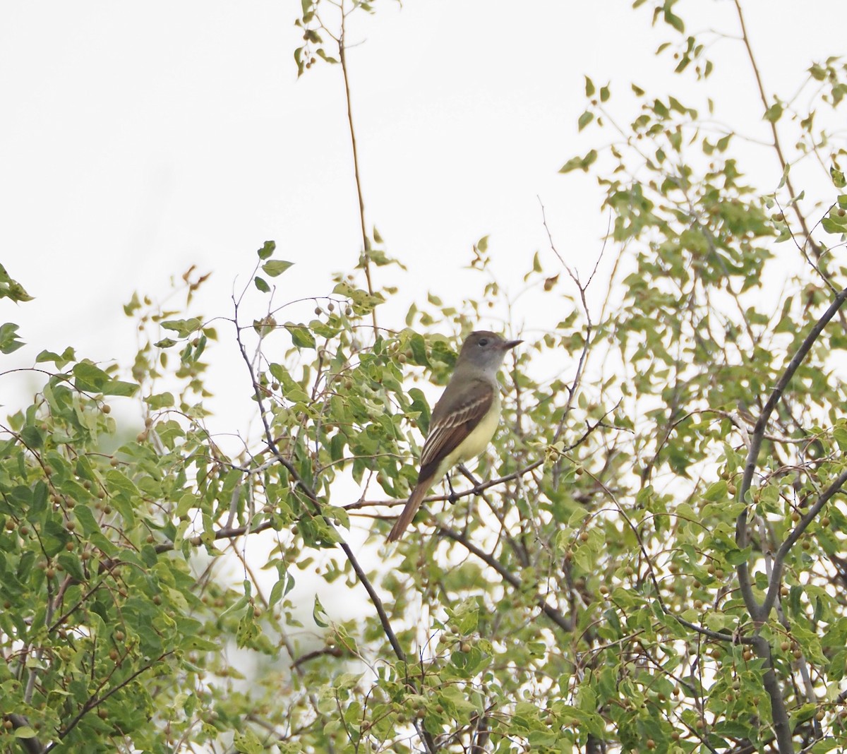 Great Crested Flycatcher - ML623158702