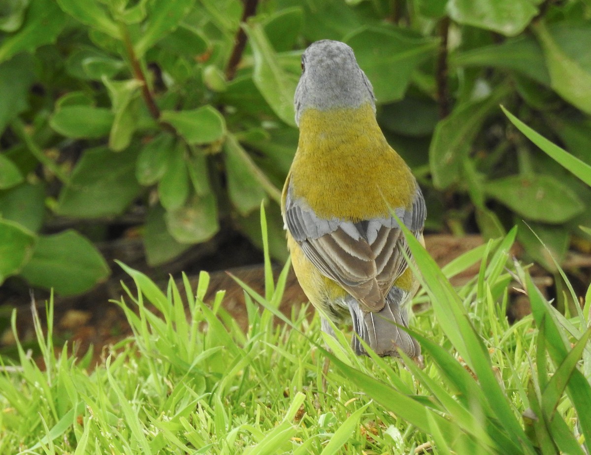 Gray-hooded Sierra Finch - ML623158728