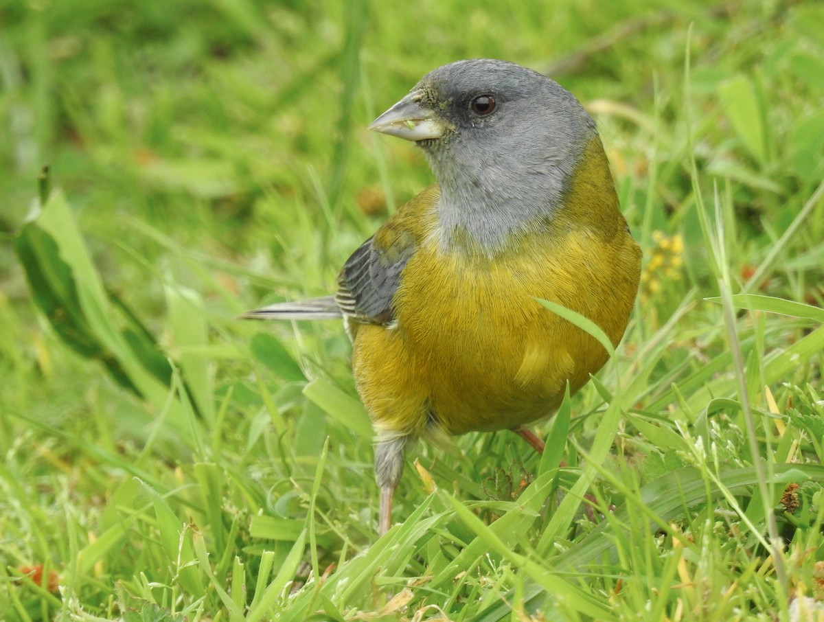 Gray-hooded Sierra Finch - Natacha González