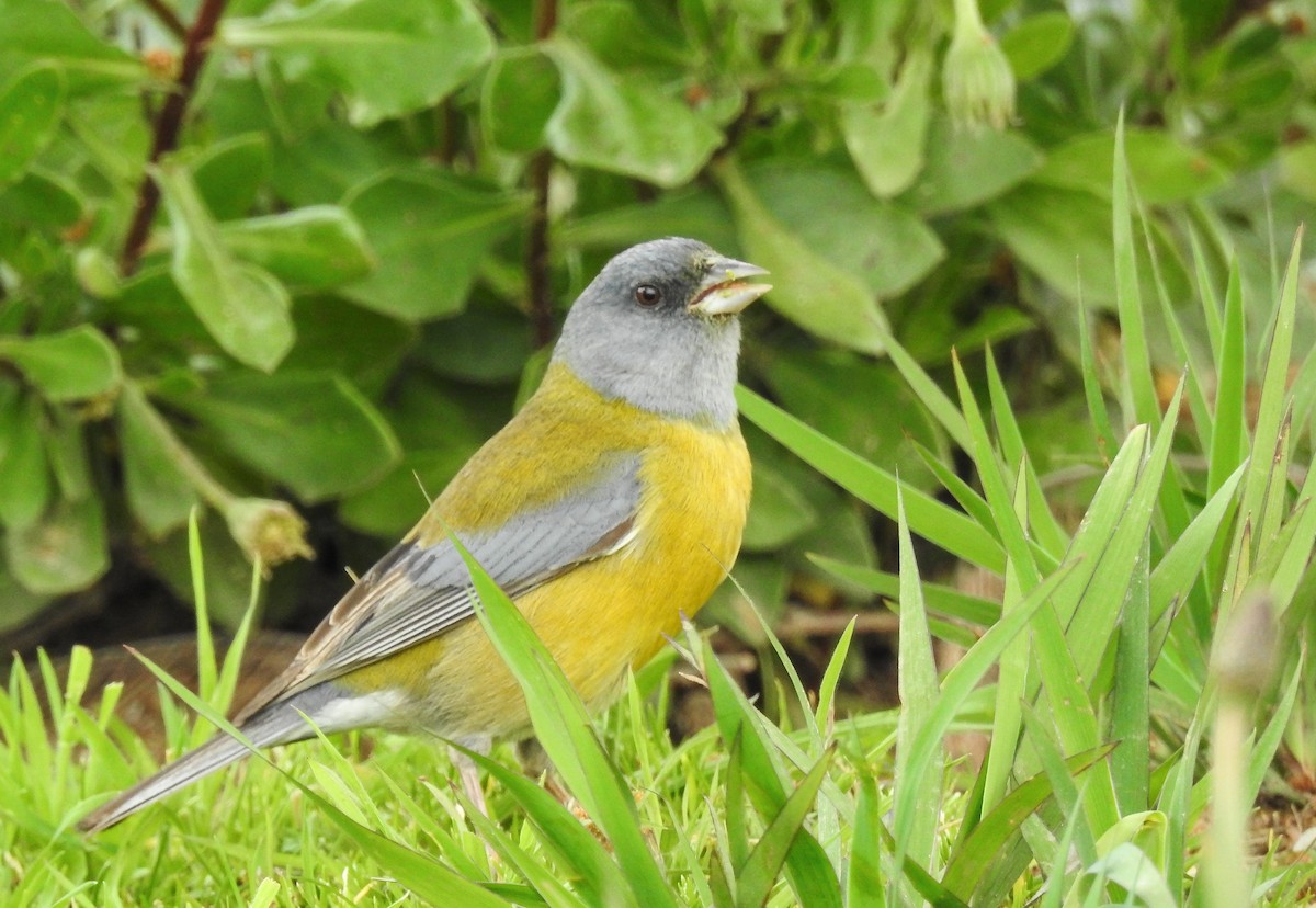 Gray-hooded Sierra Finch - ML623158733