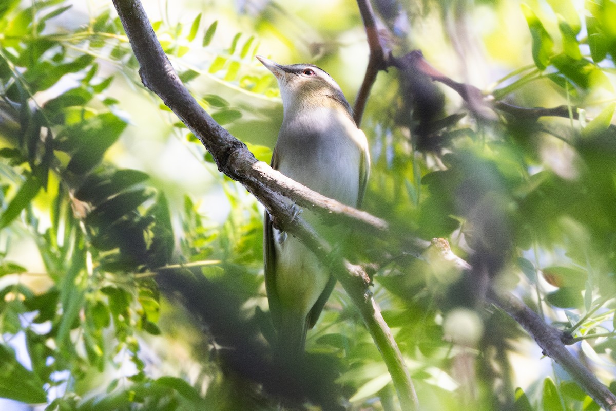 Vireo Ojirrojo - ML623158828