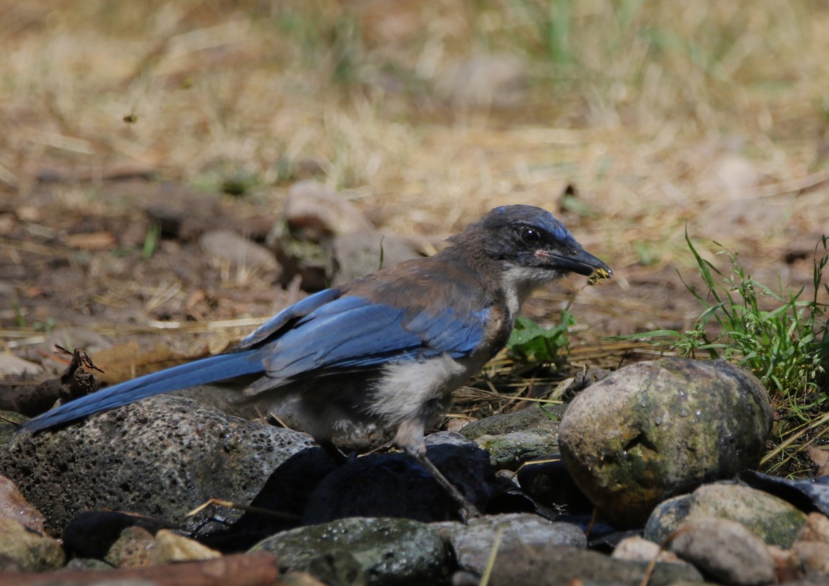 Island Scrub-Jay - Ann Vaughan