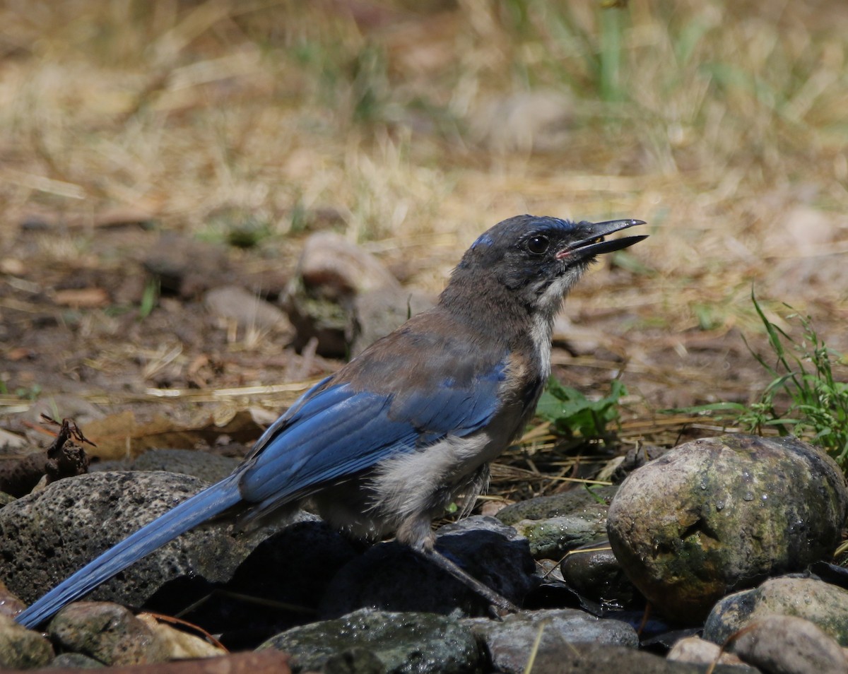 Island Scrub-Jay - ML623158889