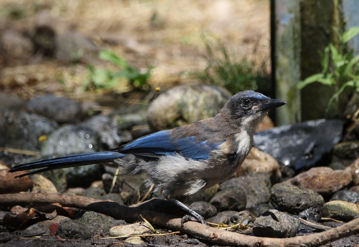 Island Scrub-Jay - ML623158891