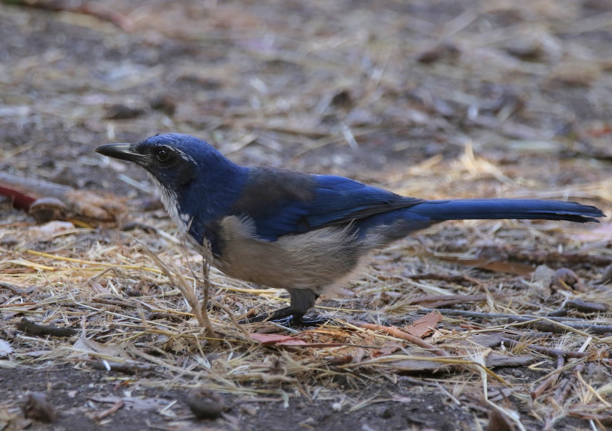 Island Scrub-Jay - ML623158895