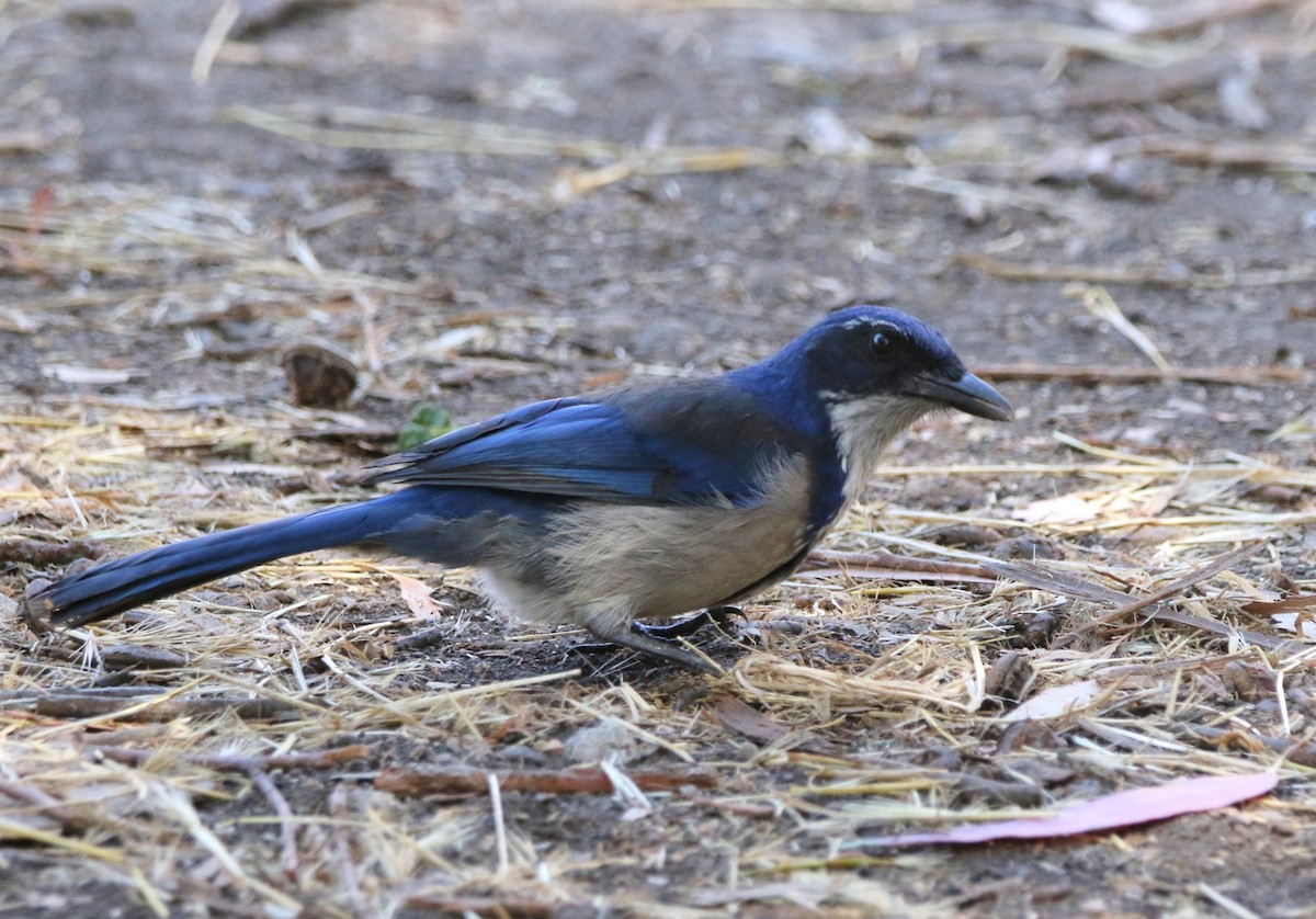 Island Scrub-Jay - ML623158900