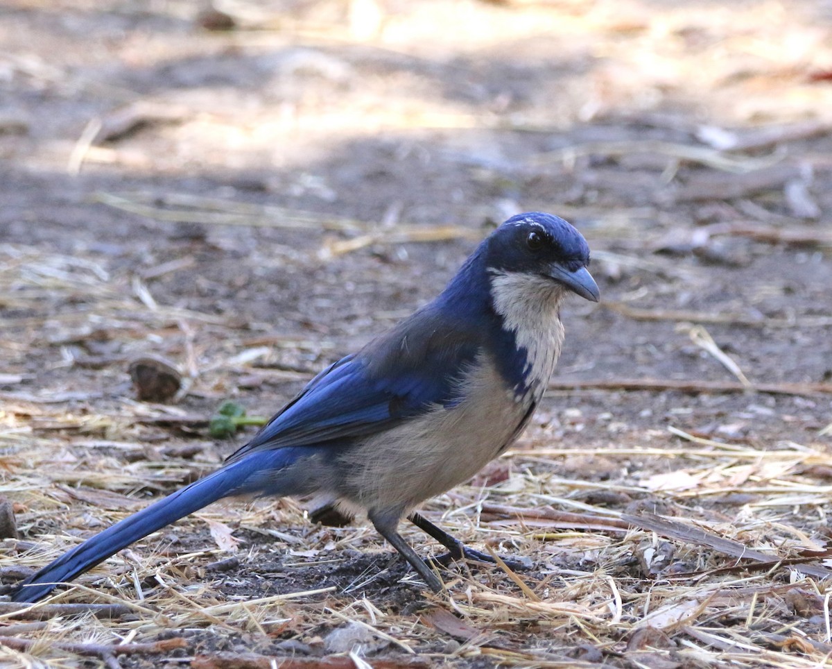 Island Scrub-Jay - ML623158903