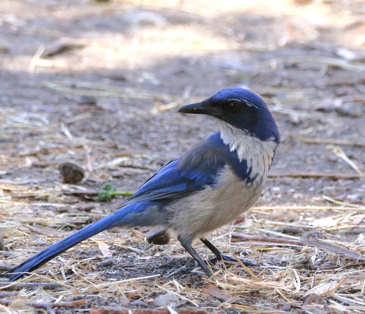 Island Scrub-Jay - ML623158905