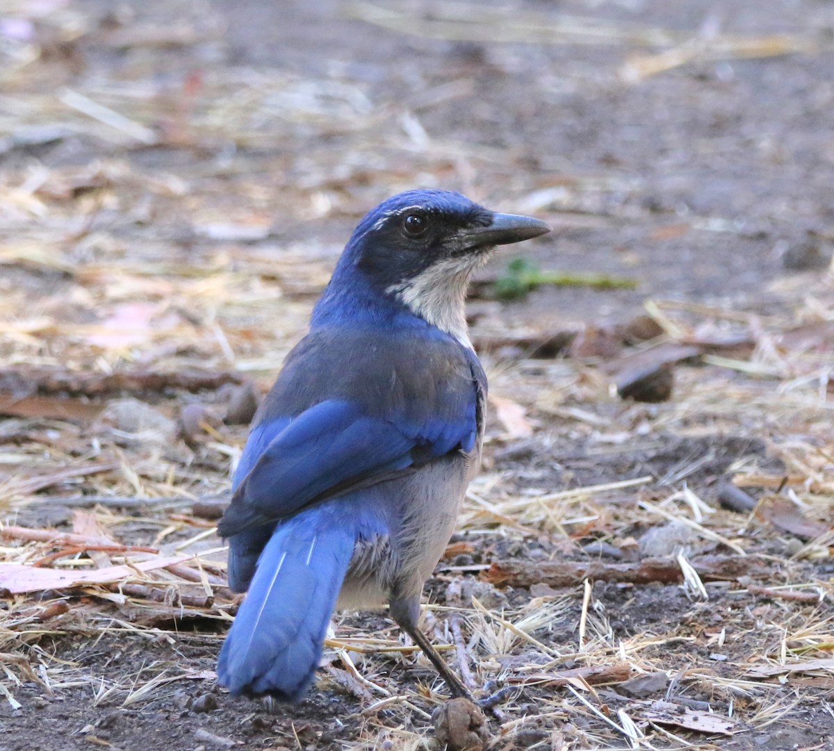 Island Scrub-Jay - ML623158906