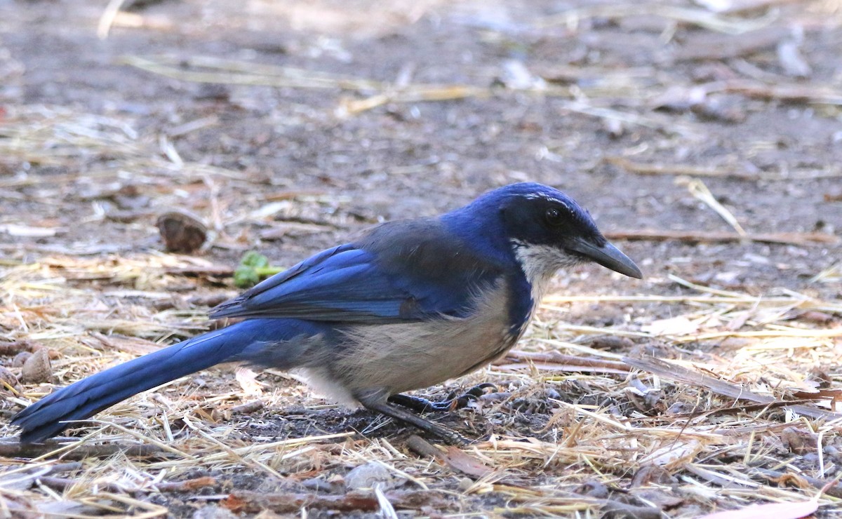 Island Scrub-Jay - ML623158910