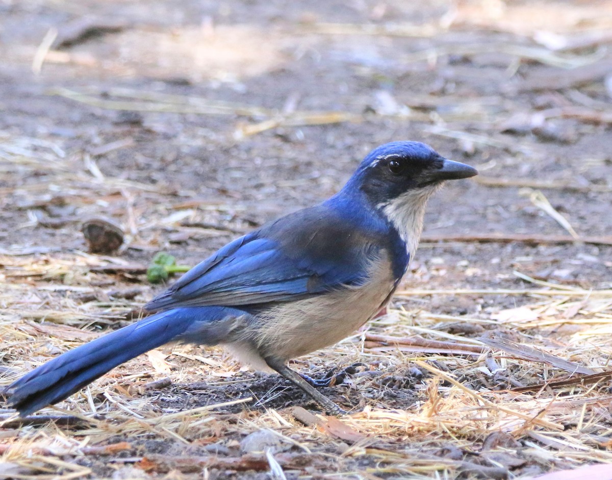 Island Scrub-Jay - ML623158911