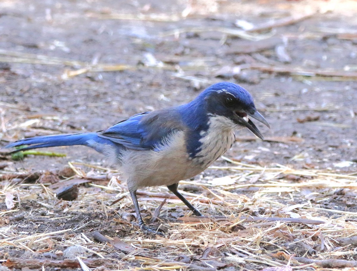 Island Scrub-Jay - ML623158915