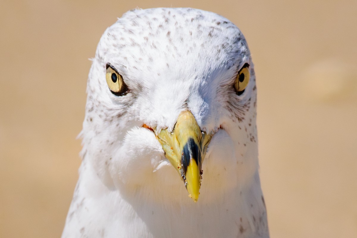 Ring-billed Gull - ML623158920