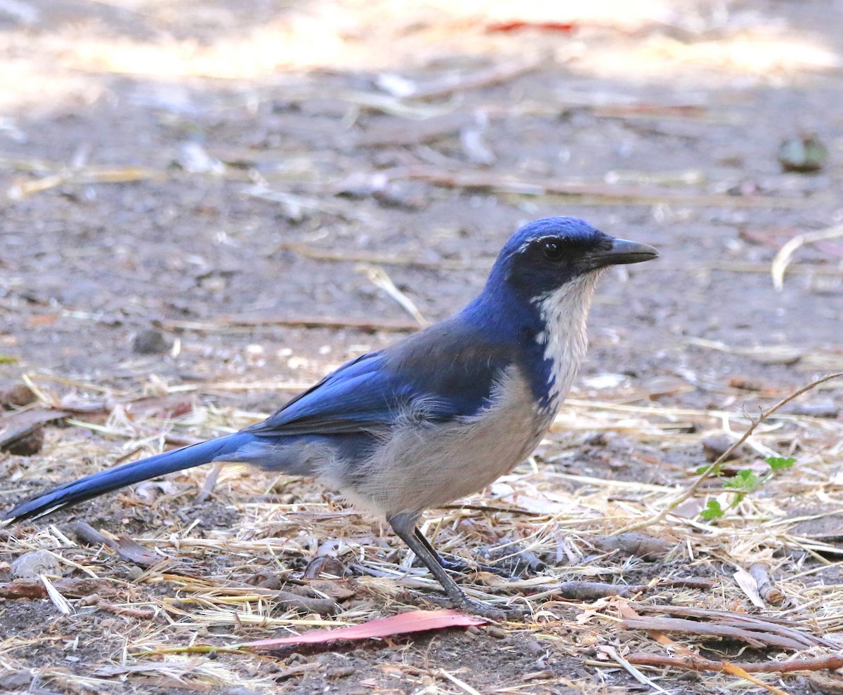 Island Scrub-Jay - ML623158923