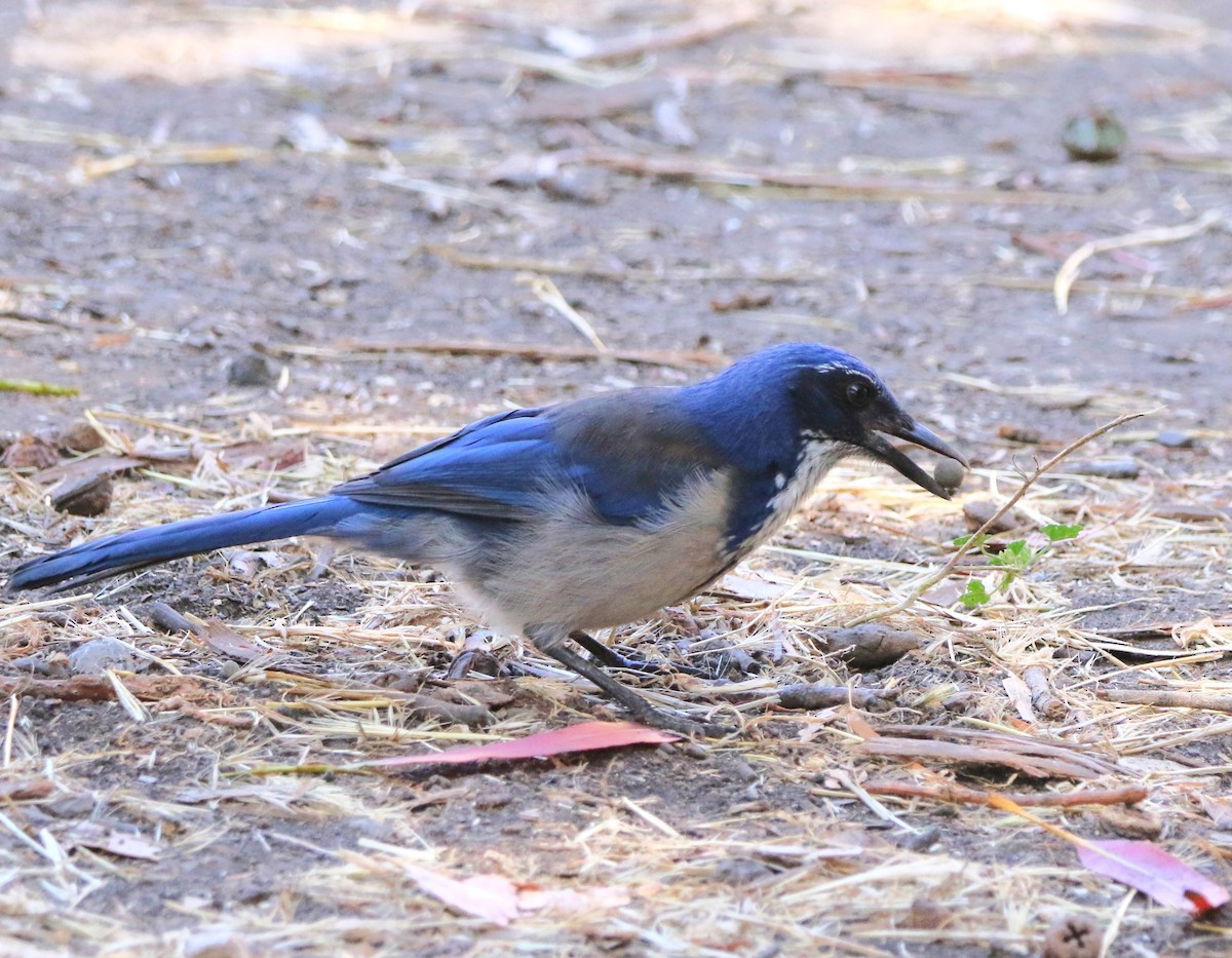 Island Scrub-Jay - ML623158926