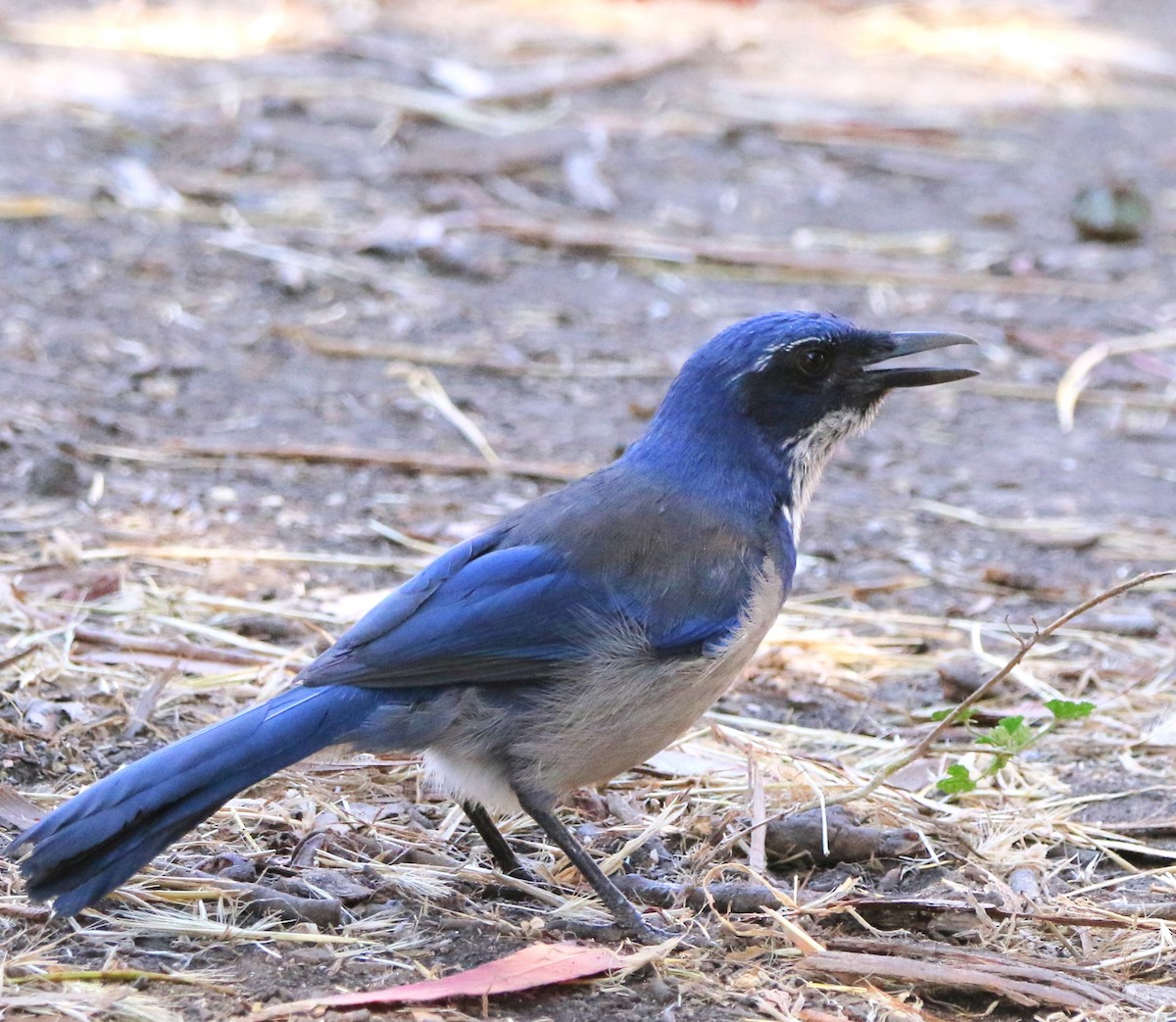 Island Scrub-Jay - ML623158928