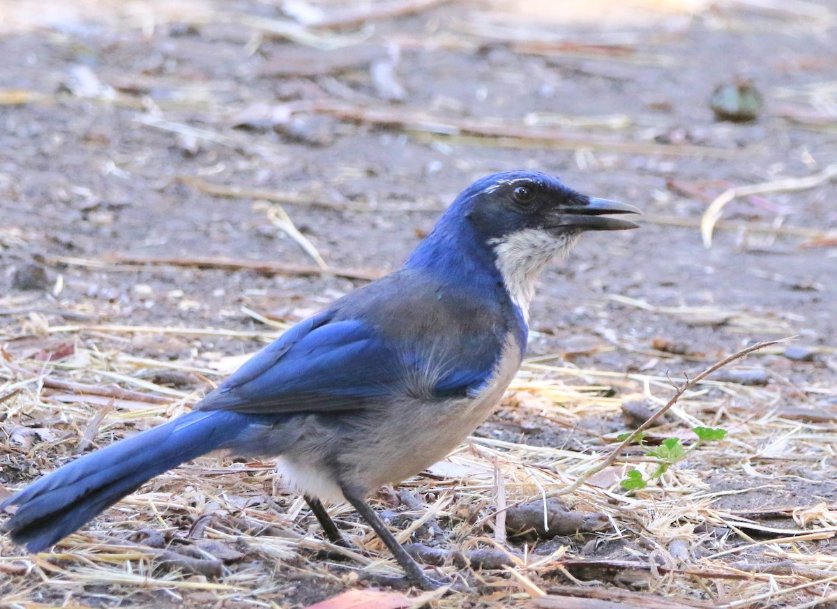 Island Scrub-Jay - ML623158930