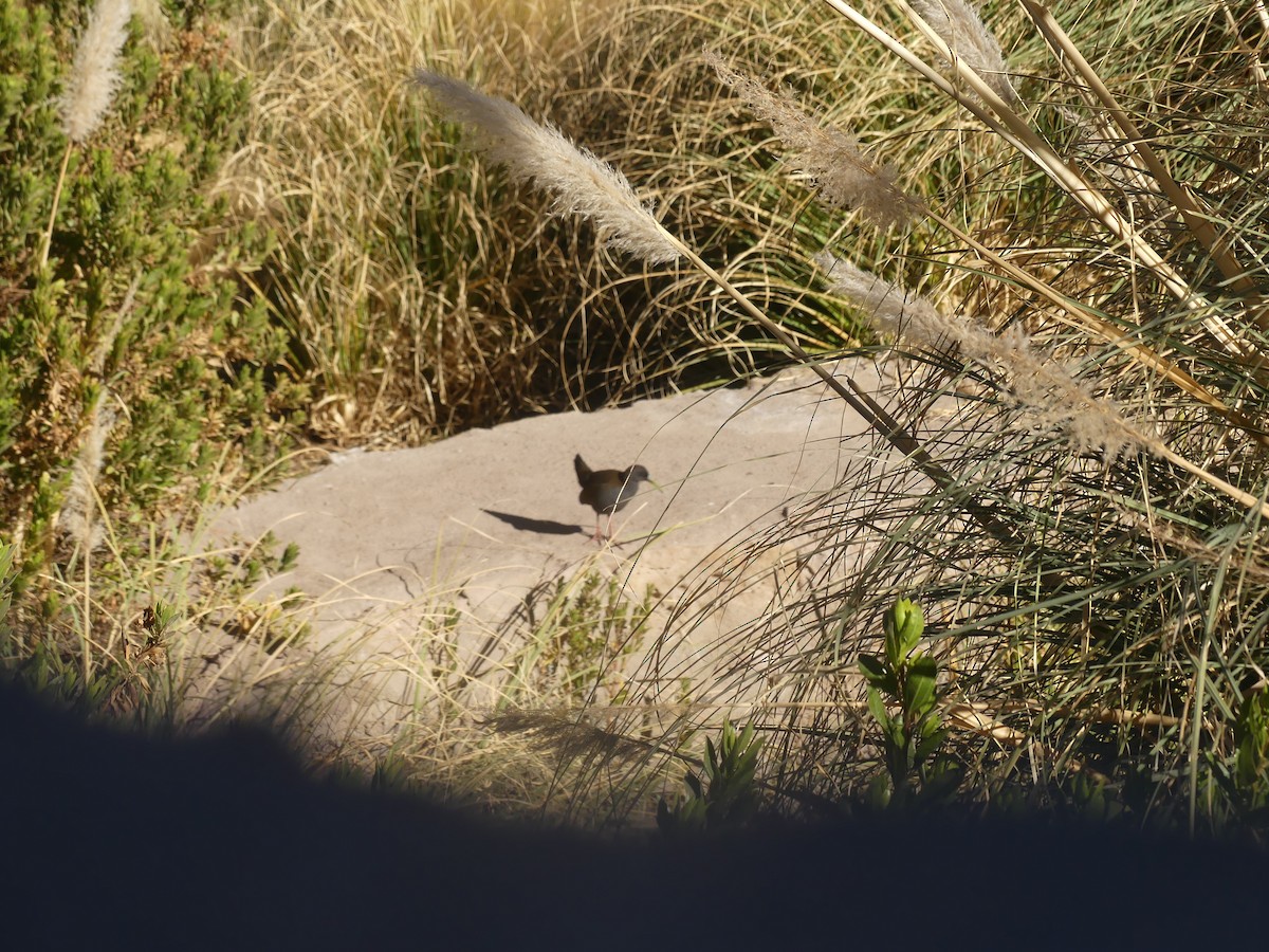 Plumbeous Rail - ML623159009