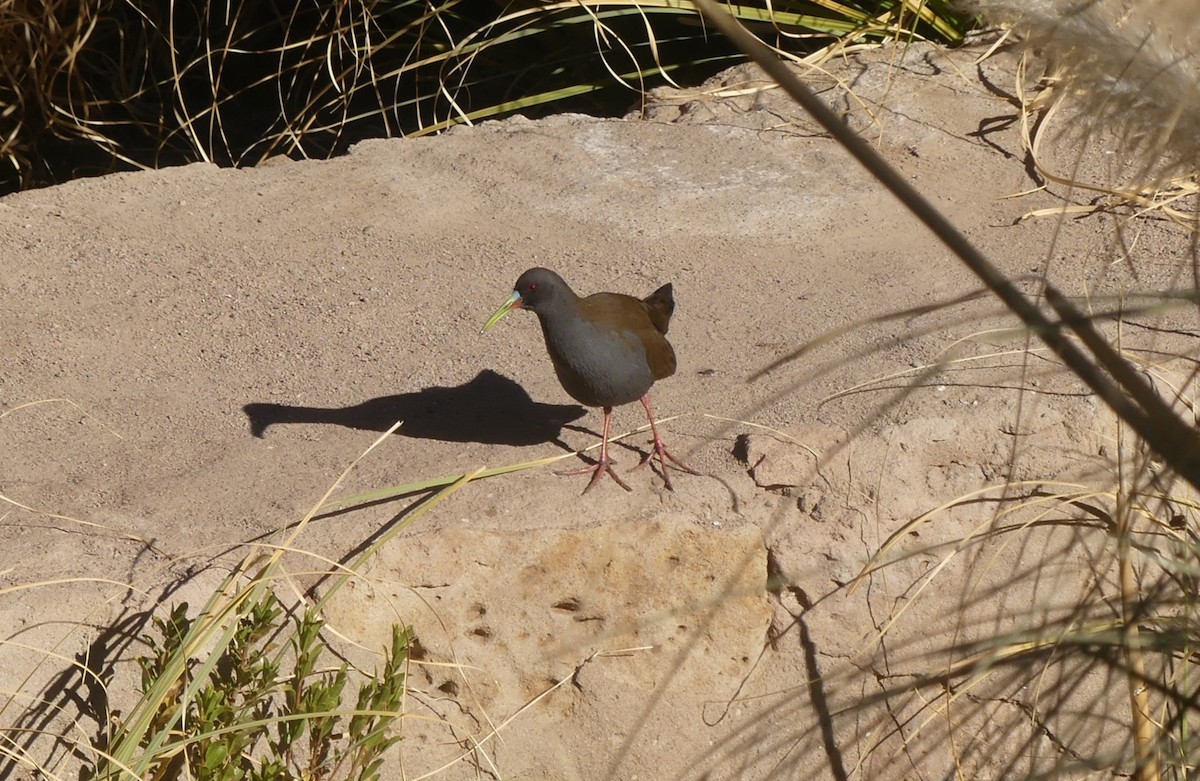 Plumbeous Rail - ML623159011