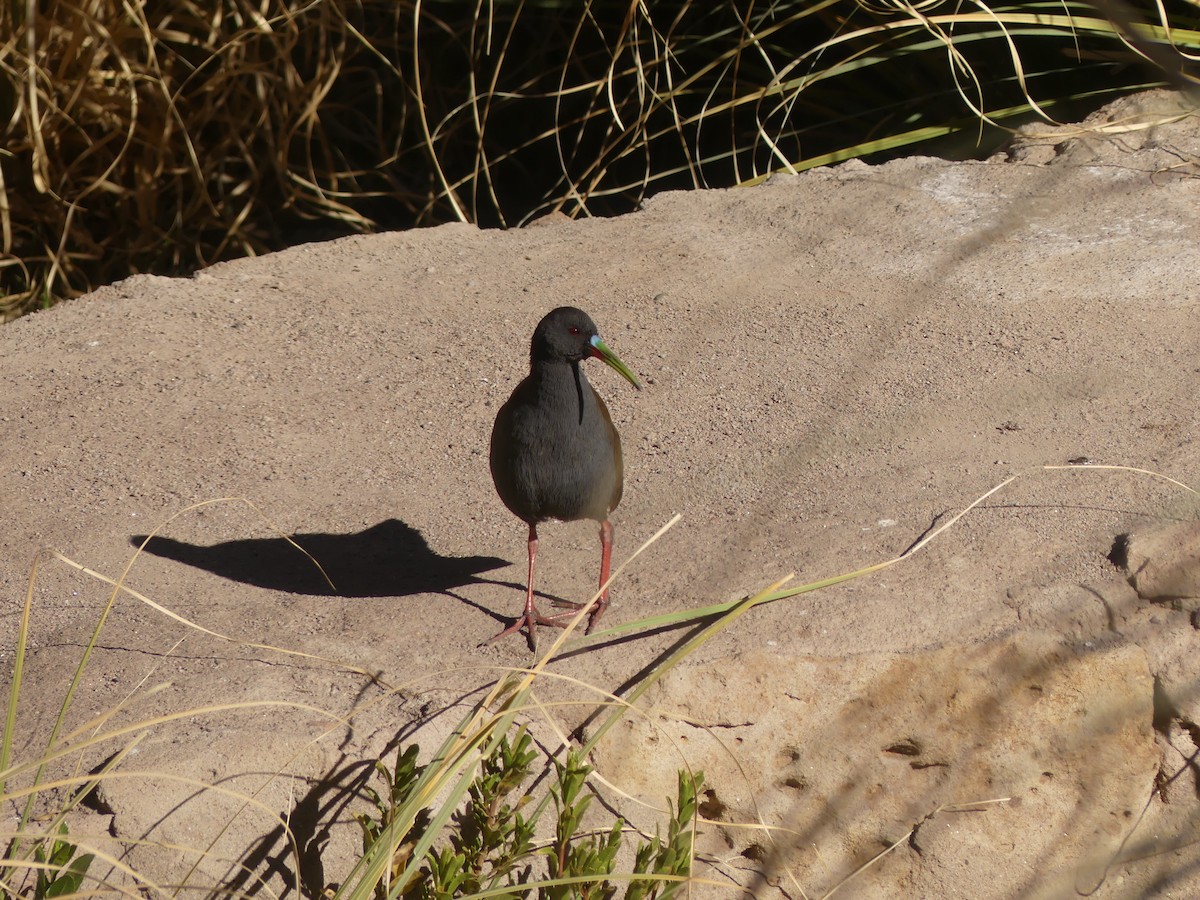 Plumbeous Rail - ML623159014