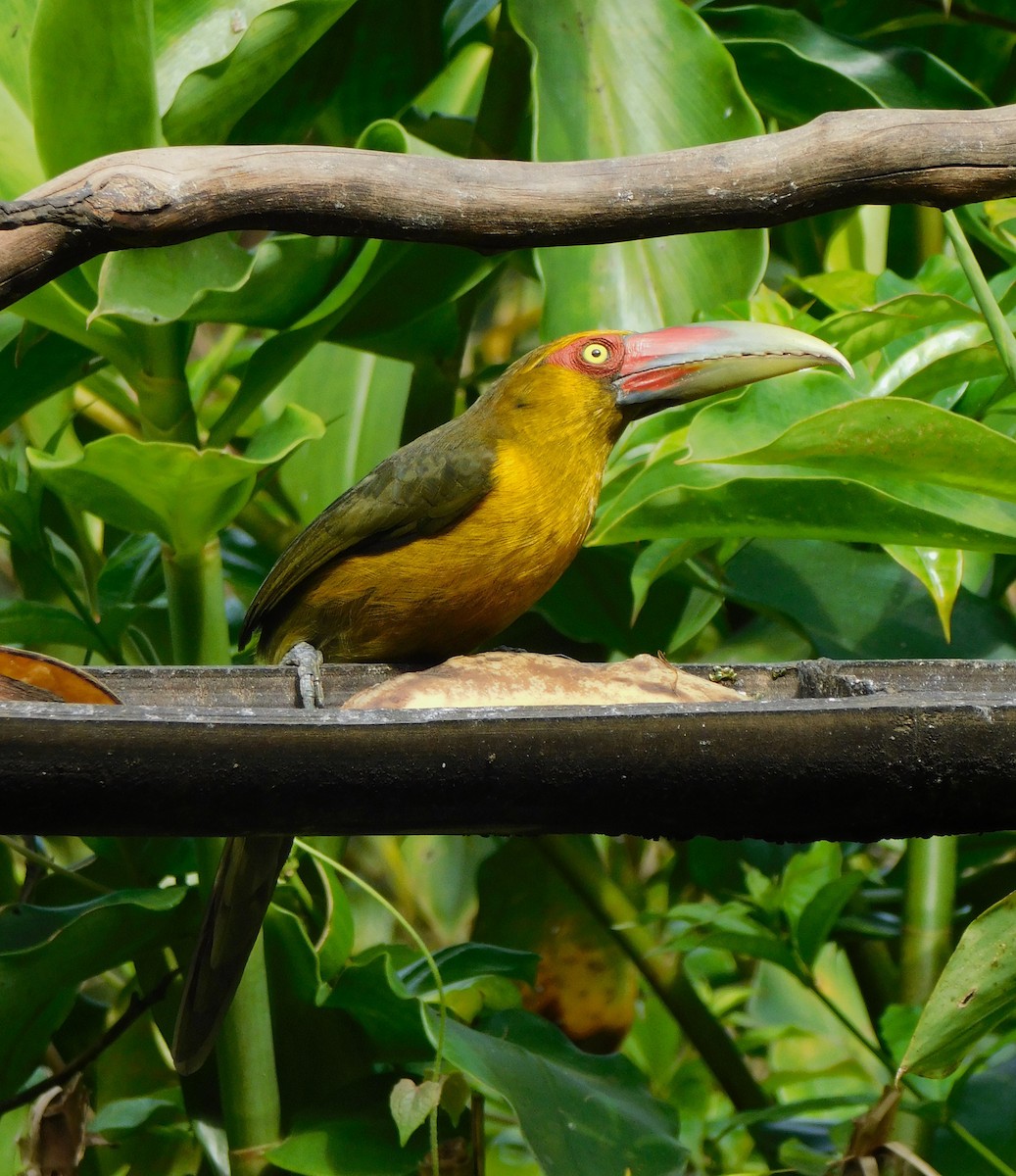 Saffron Toucanet - ML623159046