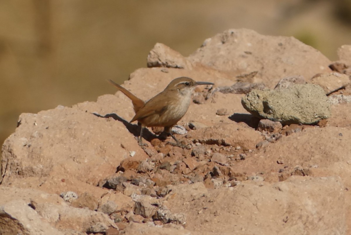 Straight-billed Earthcreeper - ML623159088