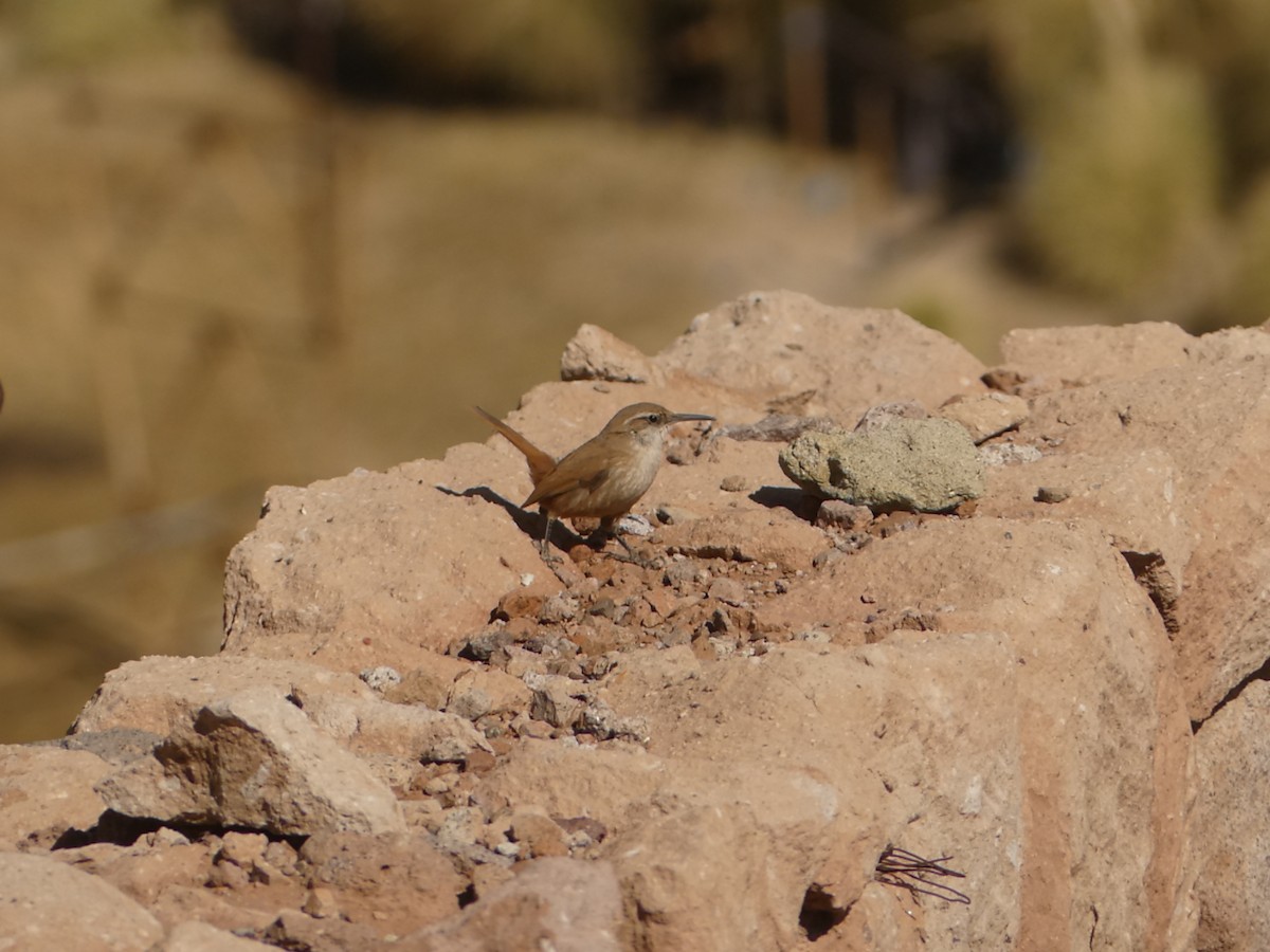 Straight-billed Earthcreeper - ML623159089