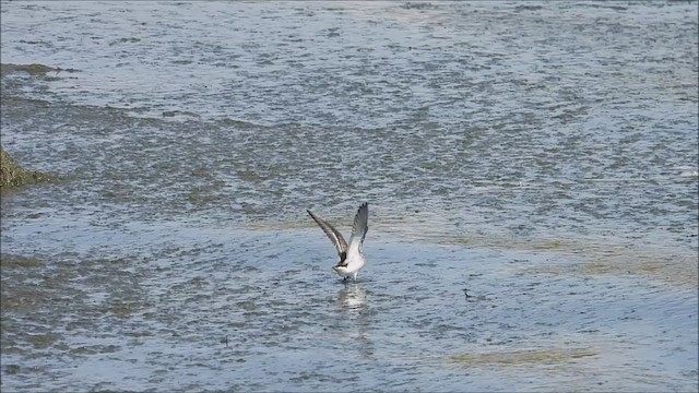 Semipalmated Sandpiper - ML623159215