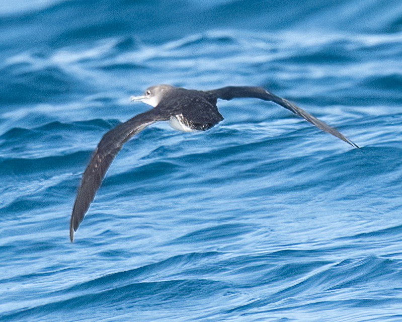 Black-vented Shearwater - ML623159227