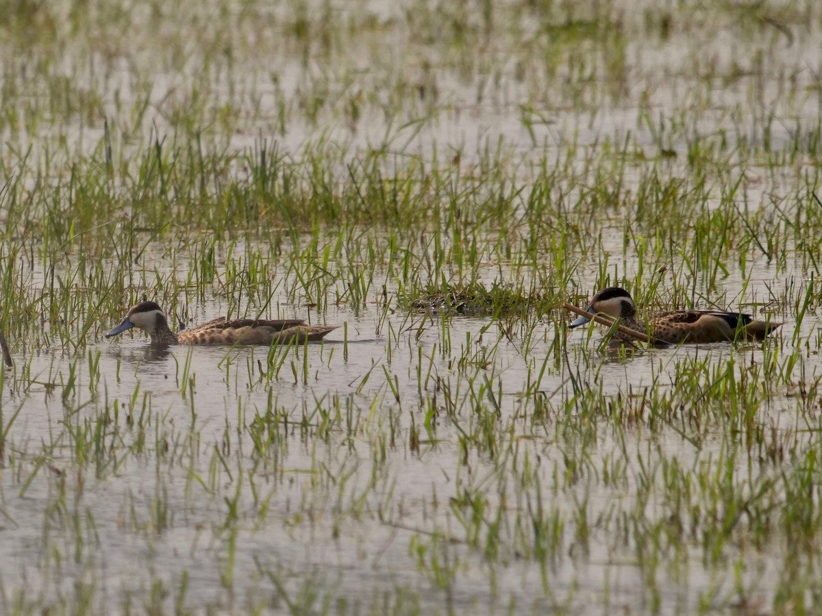 Blue-billed Teal - ML623159231