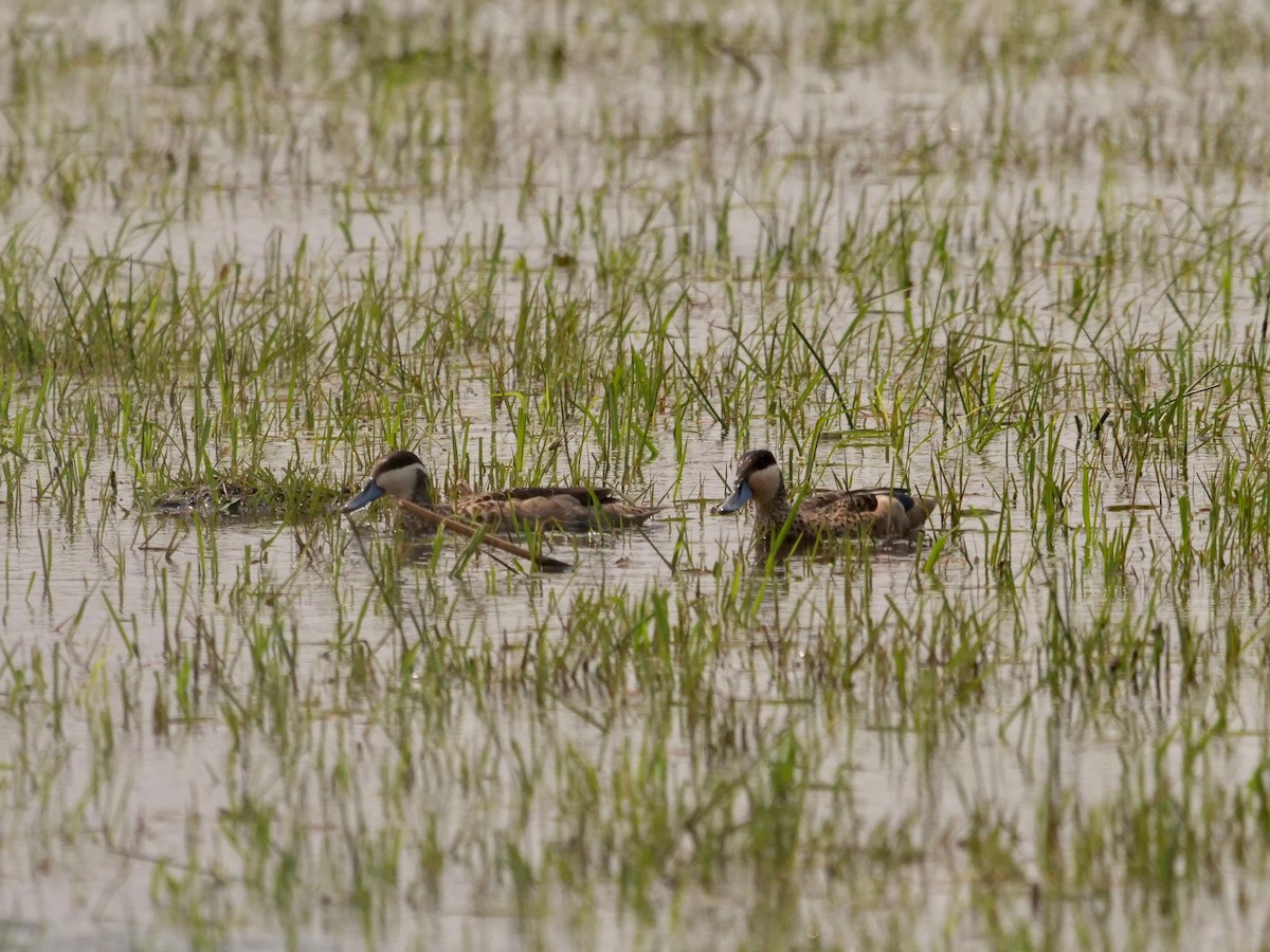 Blue-billed Teal - ML623159232