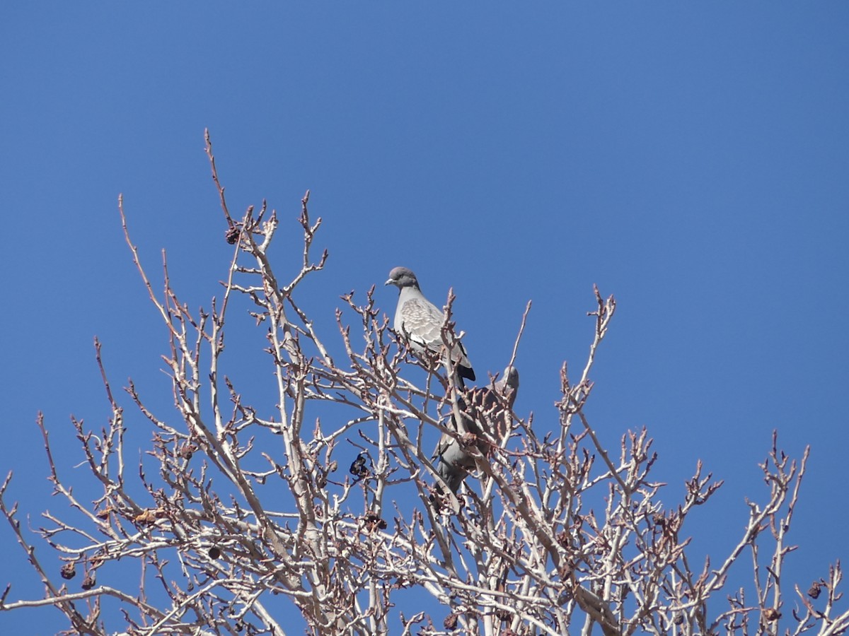 Spot-winged Pigeon - ML623159257