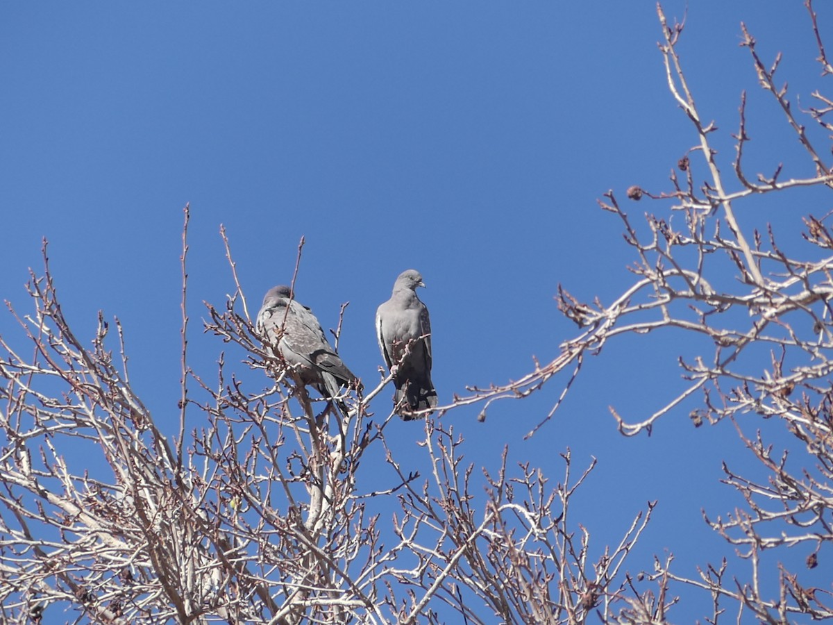 Spot-winged Pigeon - ML623159258