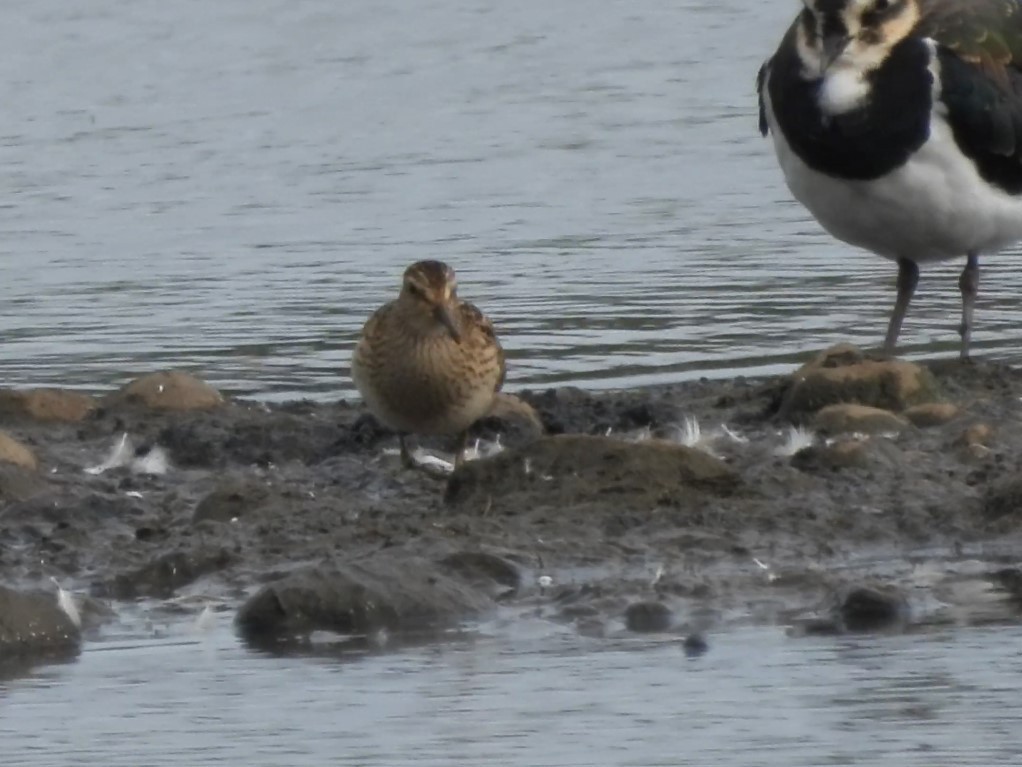 Pectoral Sandpiper - ML623159265