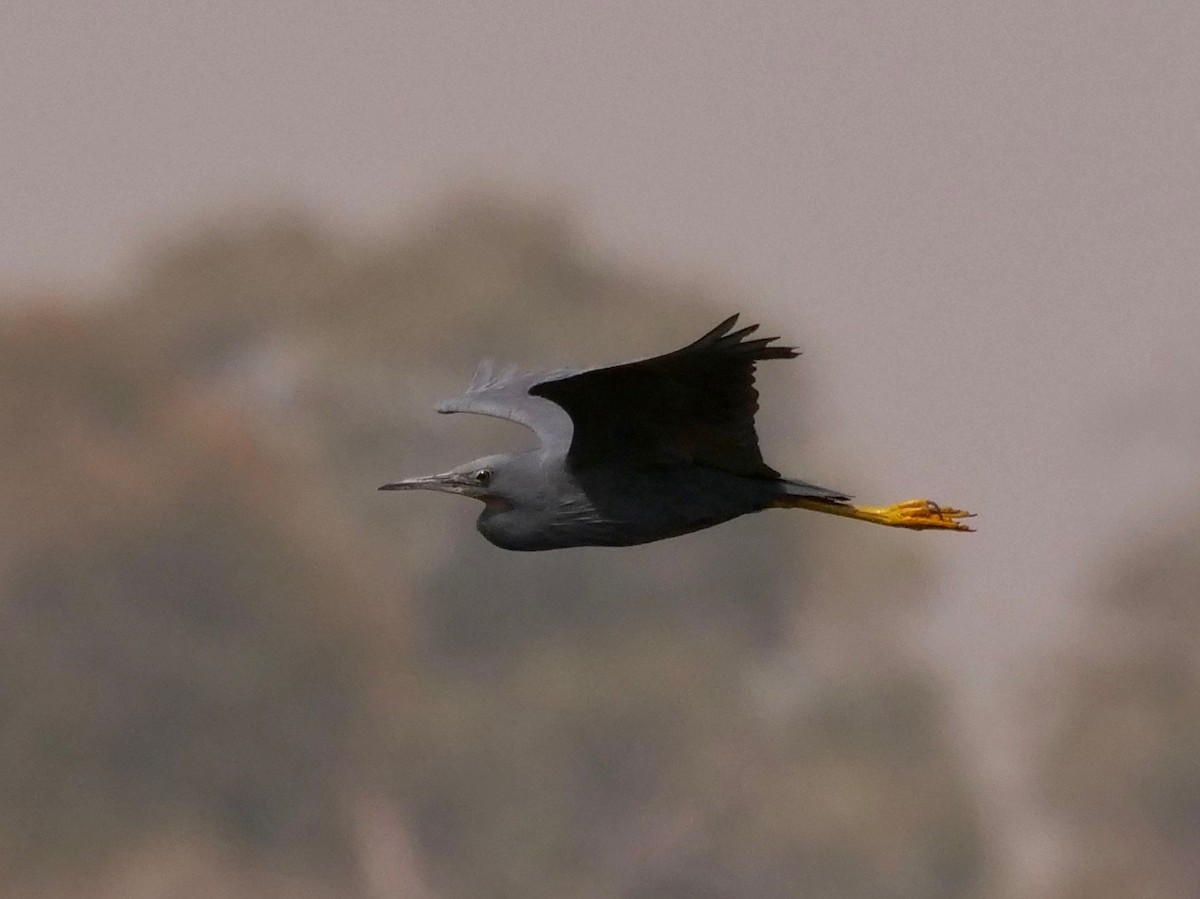 Slaty Egret - Vincent France-Lanord