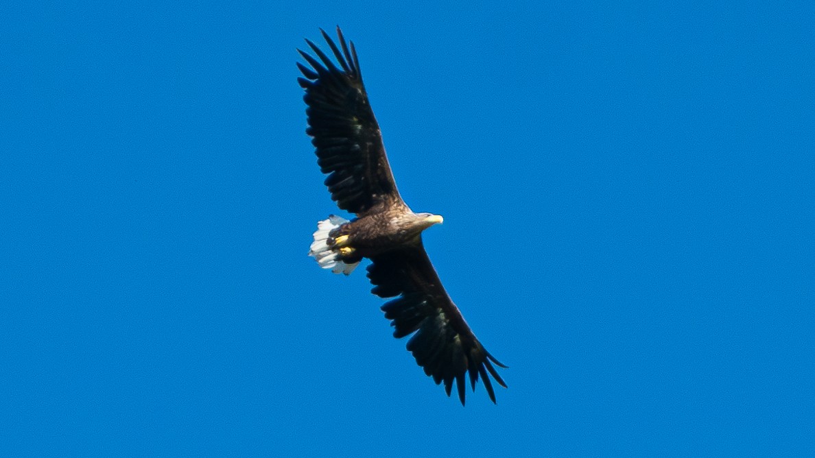 White-tailed Eagle - ML623159290