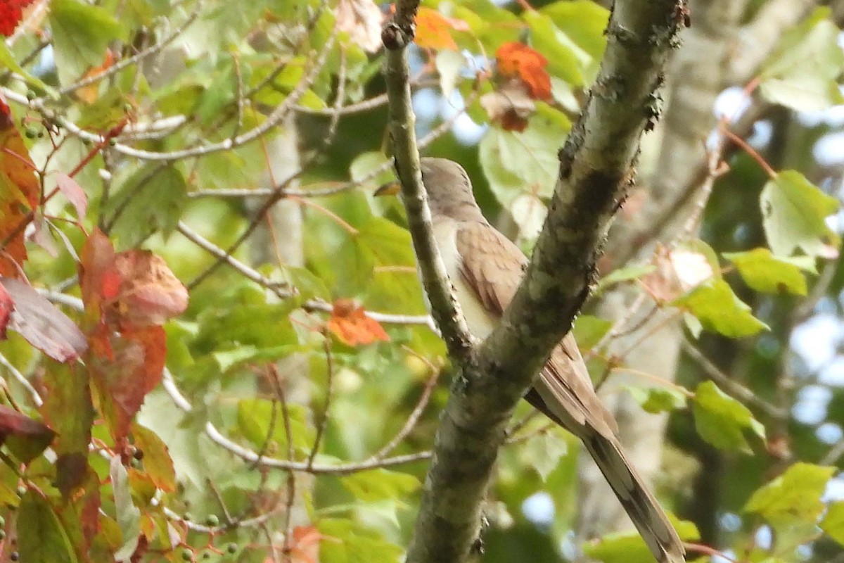 Yellow-billed Cuckoo - ML623159316