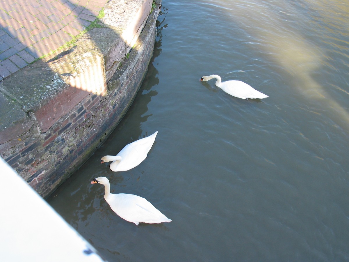 Cygne tuberculé - ML623159338