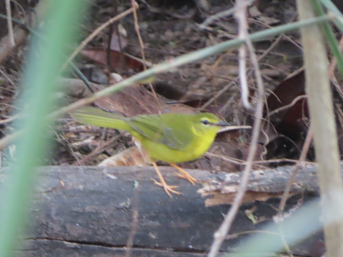 Flavescent Warbler - Alban Guillaumet