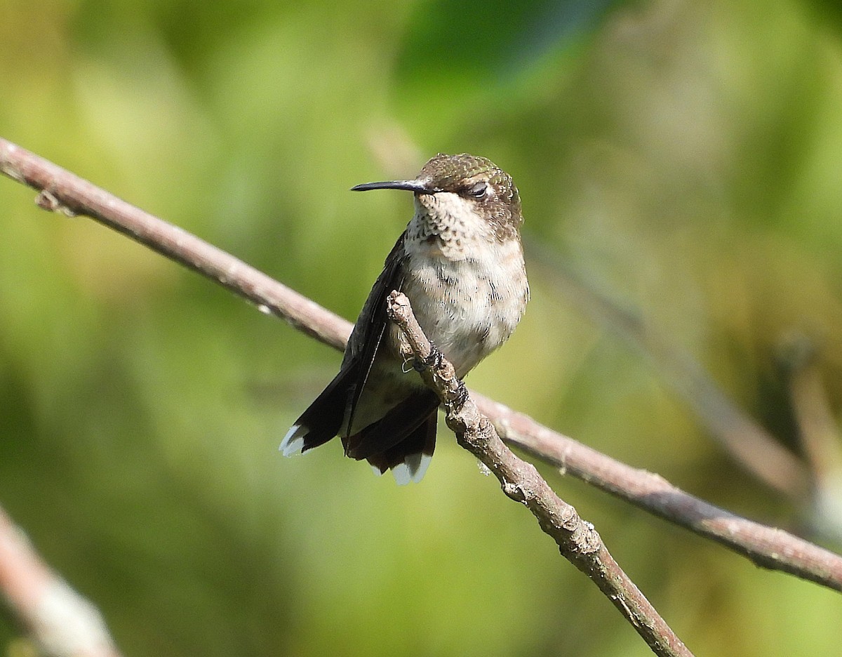 Ruby-throated Hummingbird - ML623159419