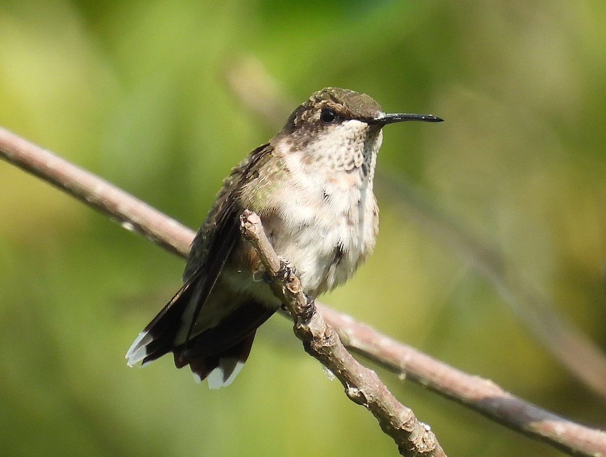 Ruby-throated Hummingbird - ML623159425